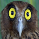 HIRONDELLE15