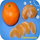 clementine