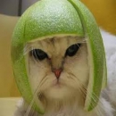 chatcraint