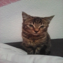 catjessi21