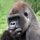 Silverback